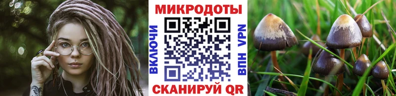 Псилоцибиновые грибы Psilocybe  Тында 